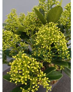 Skimmia jap. 'Finchy' 30-40 cm C3
