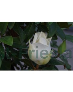 Magnolia grand. 'Goliath' 10/12 halfstam C35