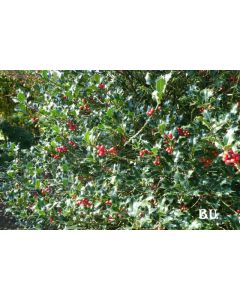 Ilex aquifolium 100-125 cm kluit