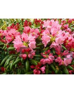 Rhododendron (Y) 'Polaris' 40-50 cm C10