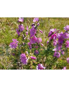 Malva moschata C2