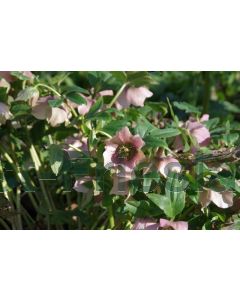 Helleborus or. 'Pr. Ell. Pink' P9 / 24 per kist