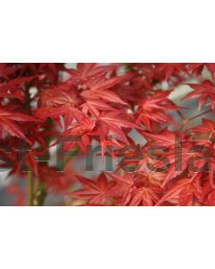 Acer pal. 'Deshojo' 125-150 cm C20