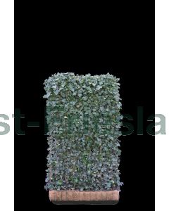 Hedera hel. 'Woerner' Haagelement b120 x h200 cm