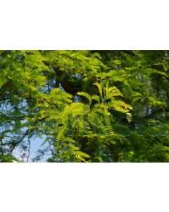 Gleditsia triac. 'Sunburst' 250-275 cm drkl Meerstam