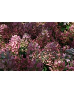 Hydrangea pan. 'Magical Fire' 40-50 cm C2