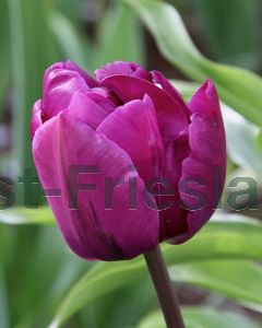 Tulipa Negrita Double 11/12 per 100