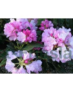 Rhododendron (Y) 'Silberwolke' 30-40 cm C5