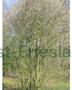 Amelanchier spicata 40-60 cm kw