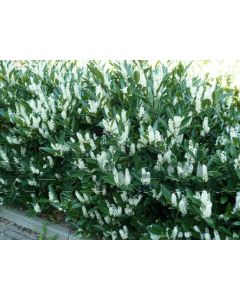 Prunus l. 'Otto Luyken' 30-40 kluit