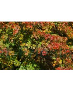 Acer palmatum 200-250 cm C90 Meerstam
