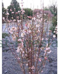 Viburnum bodn. 'Charles Lamont' 40-60 cm C3
