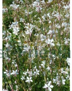 Gaura lind. 'Whirling Butterflies' P9 / 24 per kist