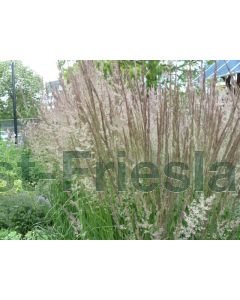 Calamagrostis a. 'Karl Foerster' P9 / 24 per kist
