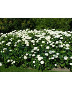 Hydrangea arb. 'Grandiflora' 50-60 cm C3