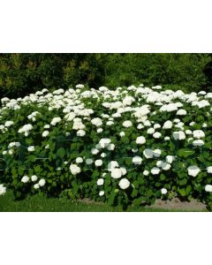 Hydrangea arb. 'Grandiflora' 100-125 cm C20