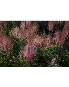 Astilbe (A) 'Erika' P9 / 24 per kist