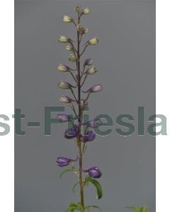 Delphinium (P) 'Black Knight' P9 / 24 per kist