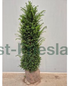 Taxus baccata 150-175 cm kluit