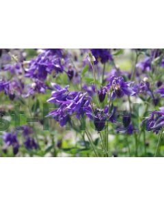 Aquilegia vulgaris C2