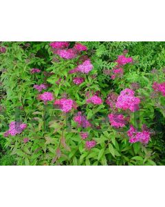 Spiraea jap. 'Anthony Waterer' 30-40 kw 2-3 tak