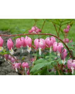Dicentra spectabilis C2