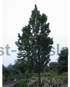 Carpinus bet. 'Frans Fontaine' 14/16 C65 beveerd