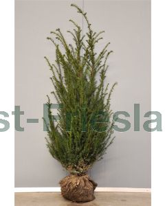 Taxus baccata 120-140 cm kluit