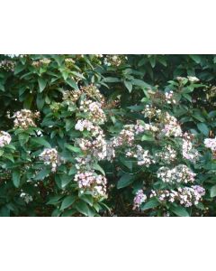 Viburnum tinus 'Eve Price' 100-125 cm C25