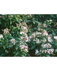 Viburnum tinus 'Eve Price' 80-100 cm C18
