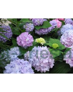 Hydrangea m. 'Endl Sum.(blauw)'® 60-80 cm C20