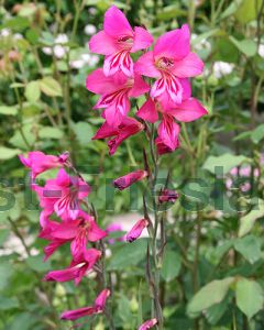 Gladiolus byzantinus 6/+ per 100