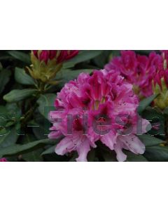 Rhododendron 'Cosmopolitan' 50-60 cm C10