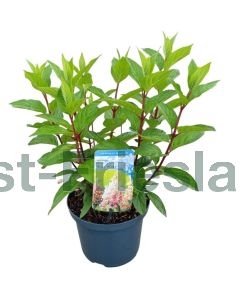Hydrangea pan. 'Pinky 'Winky'® C3
