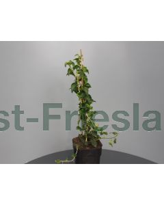 Hydrangea anomala 'Petiolaris' 40-50 cm C2