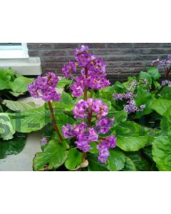 Bergenia cordifolia 'Purpurea' C2