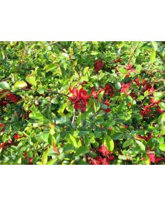 Chaenomeles sup. 'Crimson and Gold' 75 cm C2