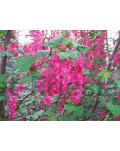 Ribes sang. 'Pulborough Scarlet' 80-100 cm C7.5