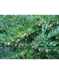 Lonicera pileata 30-40 kw