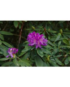 Rhododendron ponticum 40-50 cm C5