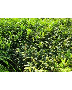 Sarcococca hook.'Humilis' 20-30 cm C3