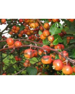 Malus 'Evereste' 10/12 drkl leischerm 200 cm stam