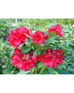 Rhododendron 'Red Jack' C10