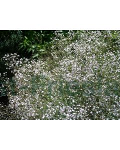 Gypsophila pan. 'Bristol Fairy' P9 / 24 per kist