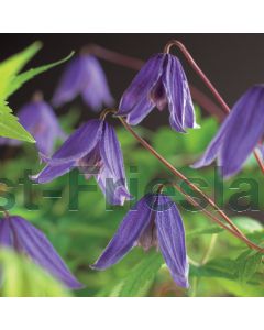 Clematis alp.'Helsingborg' 75 cm C2