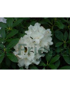 Rhododendron (Y) 'Schneekrone' 25-30 cm C5