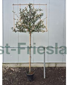 Elaeagnus ebb.'Compacta' 8/10 C20 leischerm 200 cm stam