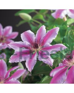 Clematis 'Nelly Moser' 75 cm C2