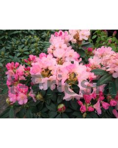 Rhododendron 'Percy Wiseman' 30-40 cm C5