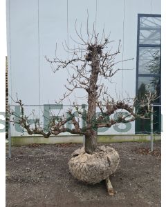 Pyrus c. 'Conference' 50/60 drkl Oude stam